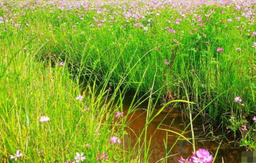 花从春走过，留下缕缕花香架九；叶从夏走过，留下片片清凉；——从秋走过，留下——；——从冬走过，留下——