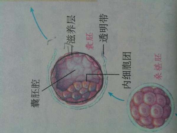 囊胚的结构