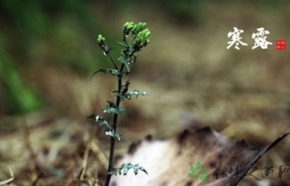 沈浩回答秋分早，霜降迟什么时候种麦正当时