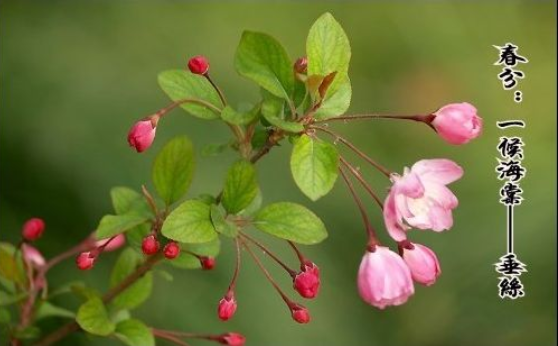 《二十四番花信》全文