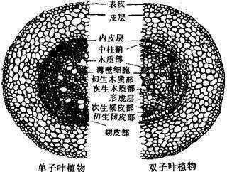 如何区分双子叶植物与单子叶植物？