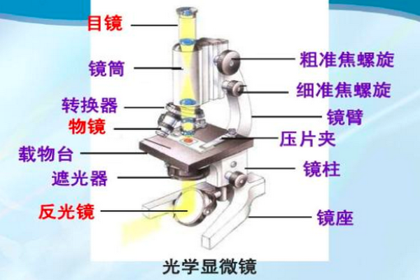 光学显微镜下都能看见那些细胞结构？