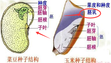 如何区分双子叶植物与单子叶植物？