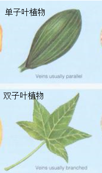 如何区分双子叶植物与单子叶植物？