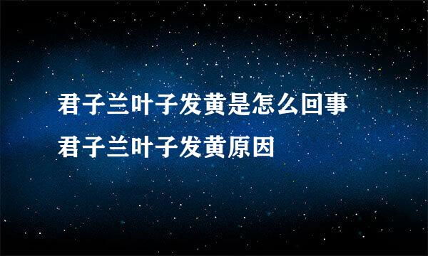 君子兰叶子发黄是怎么回事 君子兰叶子发黄原因