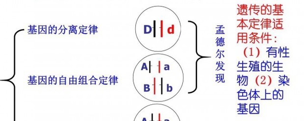 分离定律的适用来自条件