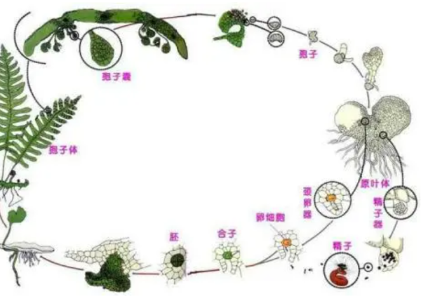 低等植物有哪些？