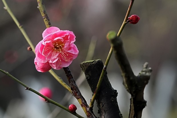 谁有关于来自梅兰竹菊的古诗