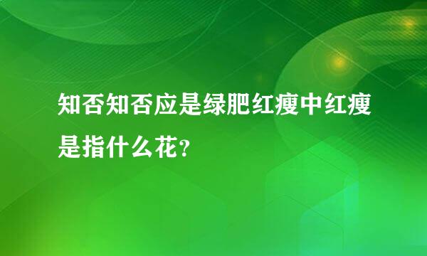 知否知否应是绿肥红瘦中红瘦是指什么花？