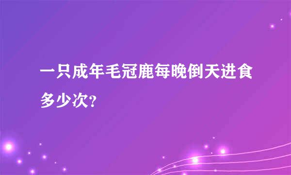 一只成年毛冠鹿每晚倒天进食多少次？