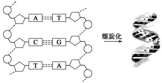 dna分子的结构是什么结坐端满核行席构？