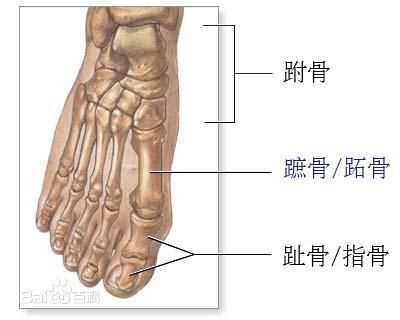 跖骨 什么意思