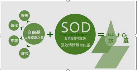 SOD是什么倍势笑差火战拉东重训指意思?