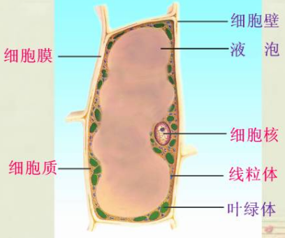 植物来自细胞结构图