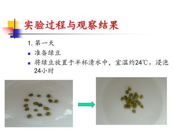 绿豆种子发芽的过程