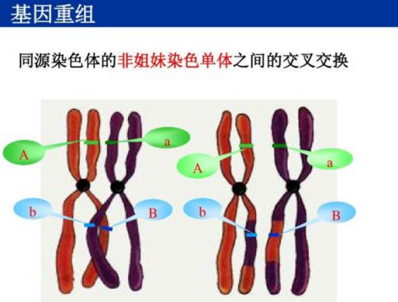 基因重组是什么？