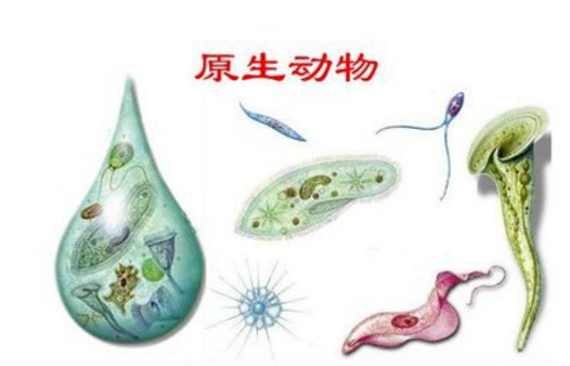 原生矛整车沙皇最生物是什么