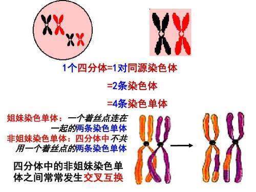 染色单体的概念是？