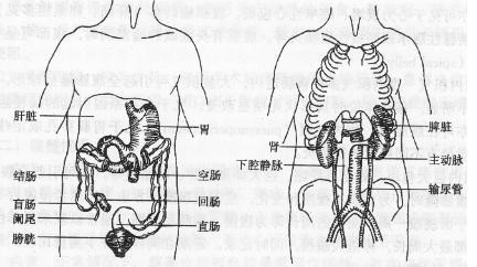 男人腹部解剖图