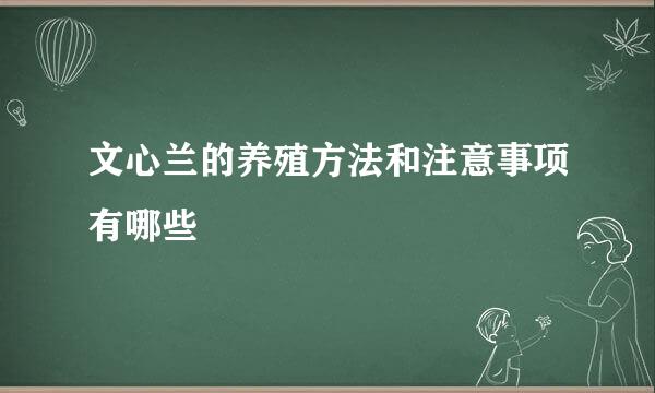 文心兰的养殖方法和注意事项有哪些