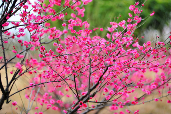 梅花的诗句