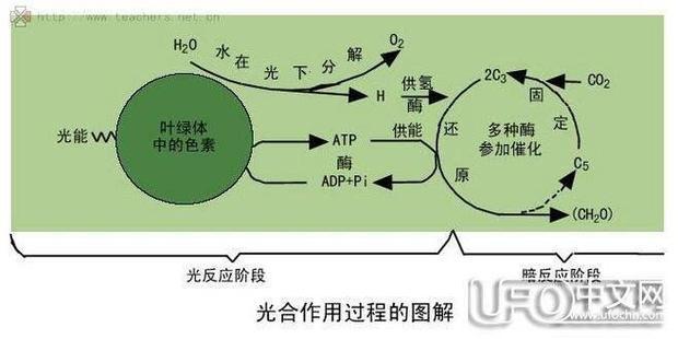 光合天永算作用的流程图