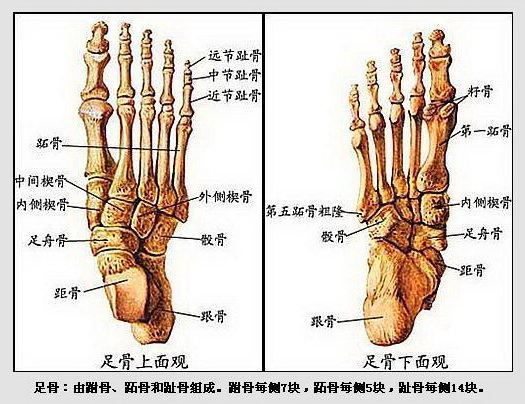 求脚的骨骼结构图，清楚点的。