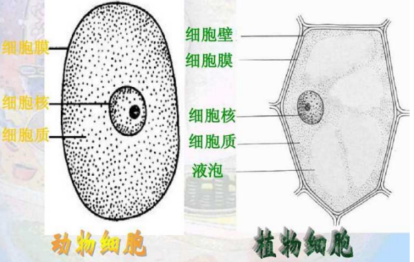 细胞膜和 细胞壁有什么区别