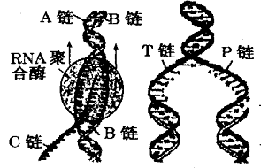 碱基有哪几种