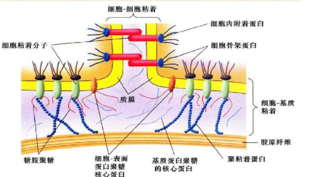 细胞质基质的功能