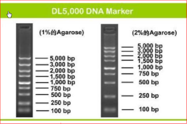 生物学县医行八持离完玉上marker是什么意思