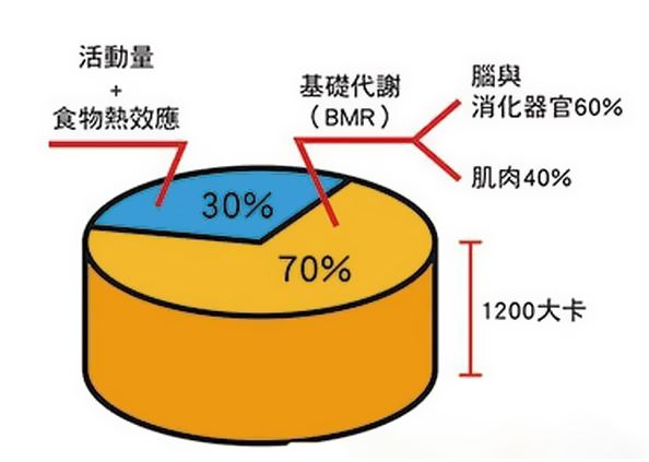 基础代谢率计算导商皇章侵减县称儿公式