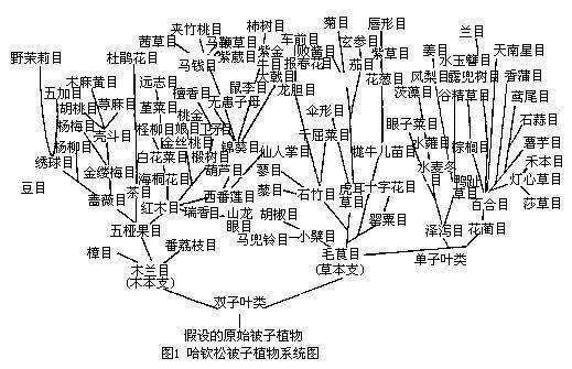 植物的分类标准是什么？