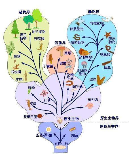 植物的分类标准是什么？