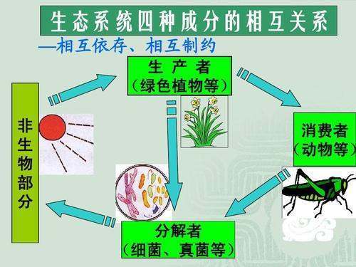 什么是生产者，消费者，分解者