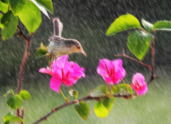 风雨如晦与风雨如磐的区别