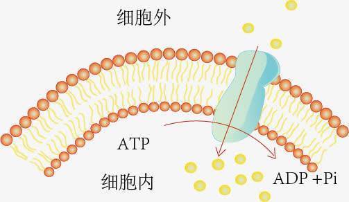 主动运输的意义