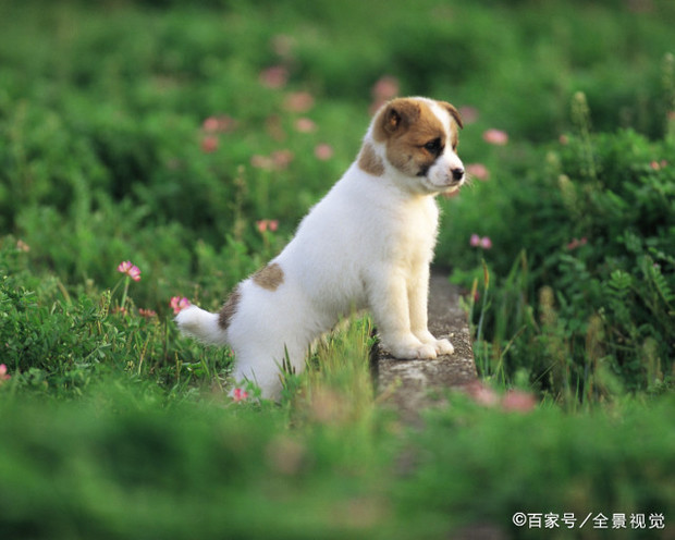 狗的细小病多久能好，撑过多少天死的几率