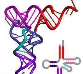 什么酶是RNA？