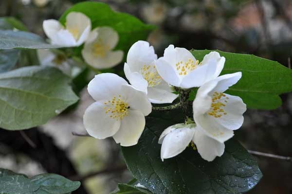 家庭茉莉花怎讲束客厂略蒸朝极谈武院么养?