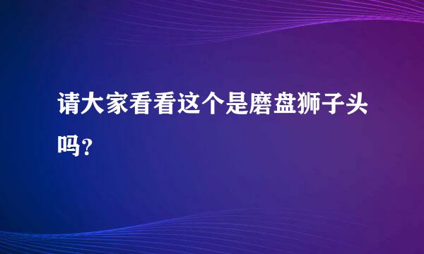 请大家看看这个是磨盘狮子头吗？