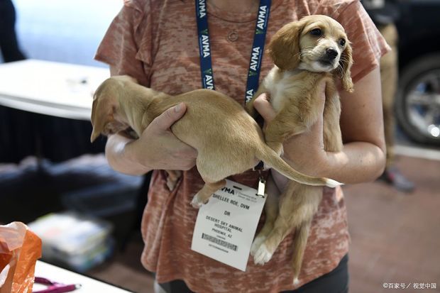 犬瘟热玉液海注的治疗方法