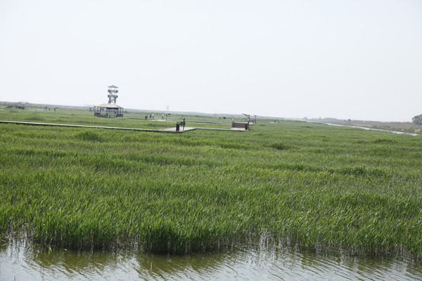 曹妃甸湿地公园好玩吗？