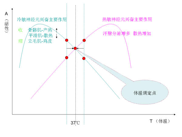 人是怎样调节体温的? 请提供图!!