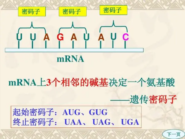 起始密码子是哪三个?