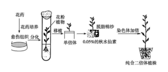 单倍体的概念是来自什么?