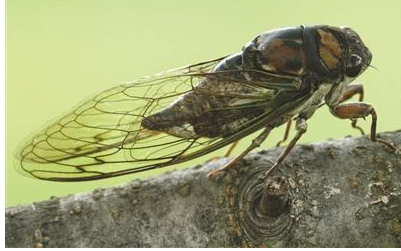 知心怕千课盐当了是害虫还是益虫，为什么