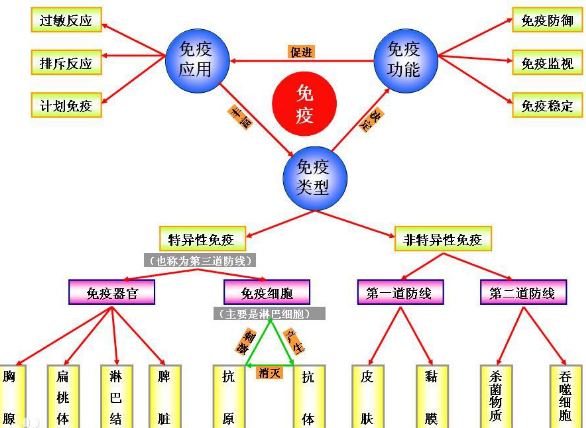 免疫的三大功能是什么