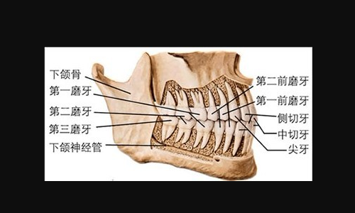 牙齿的名称是什么 牙齿的结构图分析