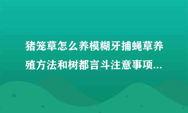 猪笼草怎么养模糊牙捕蝇草养殖方法和树都言斗注意事项 模糊牙